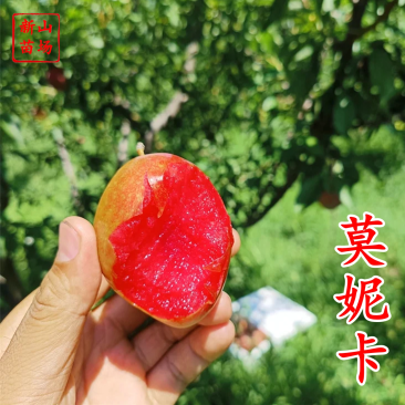 【莫妮卡西梅苗】红西梅早熟新品种67月红喜梅红心红肉西梅