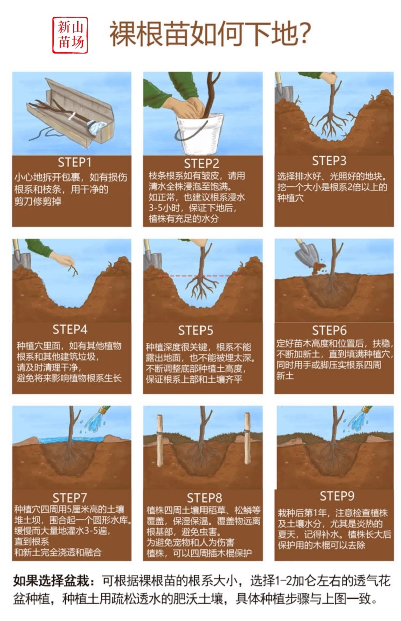 【莫妮卡西梅苗】红西梅早熟新品种67月红喜梅红心红肉西梅