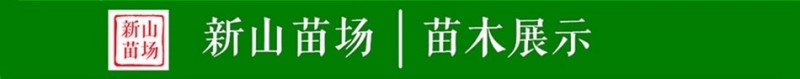 【莫妮卡西梅苗】红西梅早熟新品种67月红喜梅红心红肉西梅