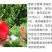 【莫妮卡西梅苗】红西梅早熟新品种67月红喜梅红心红肉西梅