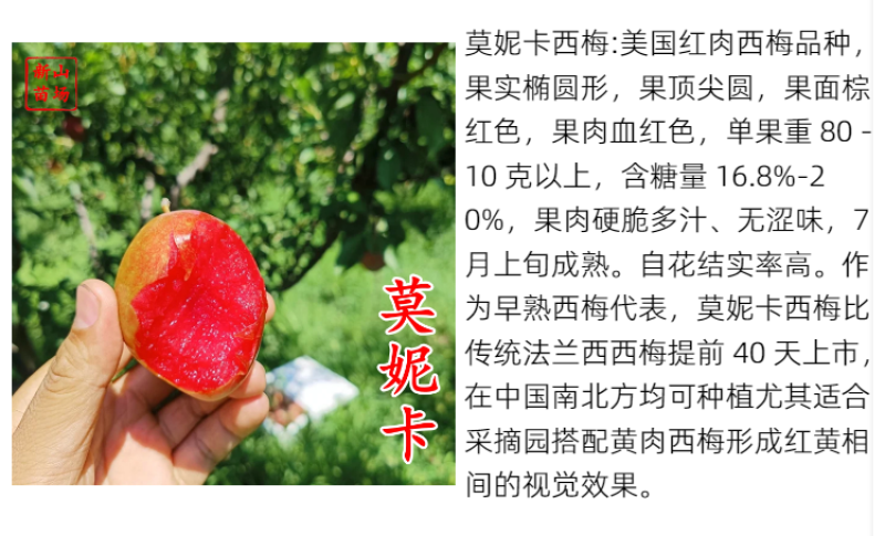 【莫妮卡西梅苗】红西梅早熟新品种67月红喜梅红心红肉西梅