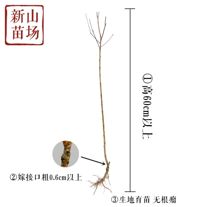 【莫妮卡西梅苗】红西梅早熟新品种67月红喜梅红心红肉西梅