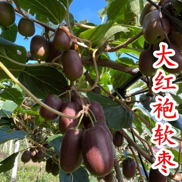 【大红袍软枣猕猴桃苗】新品种大果红心红肉软枣奇异莓树苗