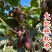 【大红袍软枣猕猴桃苗】新品种大果红心红肉软枣奇异莓树苗
