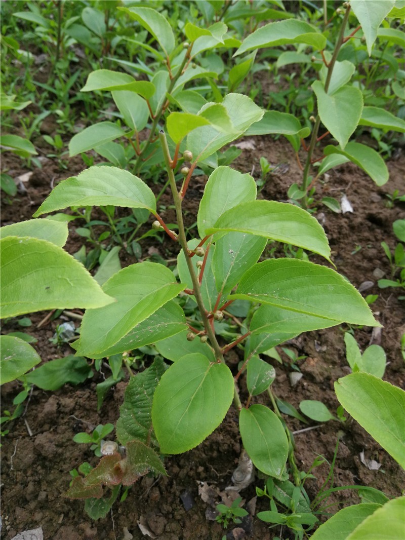 【大红袍软枣猕猴桃苗】新品种大果红心红肉软枣奇异莓树苗
