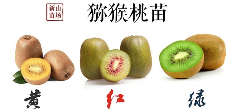 【大红袍软枣猕猴桃苗】新品种大果红心红肉软枣奇异莓树苗