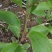 【大红袍软枣猕猴桃苗】新品种大果红心红肉软枣奇异莓树苗