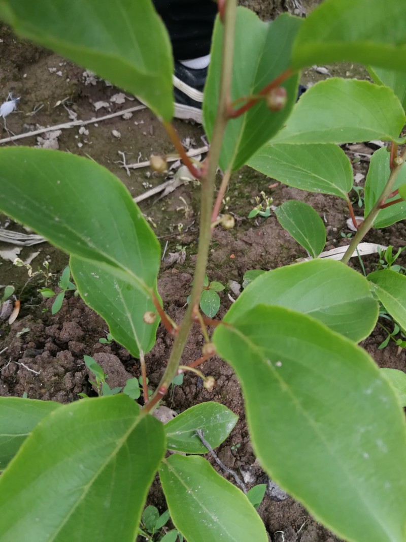 【大红袍软枣猕猴桃苗】新品种大果红心红肉软枣奇异莓树苗