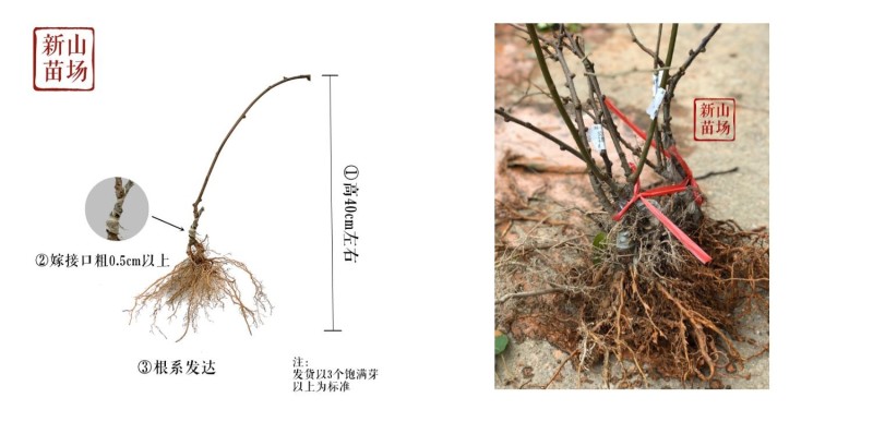 【大红袍软枣猕猴桃苗】新品种大果红心红肉软枣奇异莓树苗