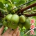 【大红袍软枣猕猴桃苗】新品种大果红心红肉软枣奇异莓树苗