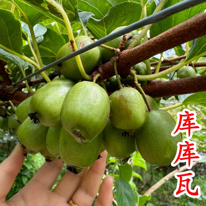 【大红袍软枣猕猴桃苗】新品种大果红心红肉软枣奇异莓树苗
