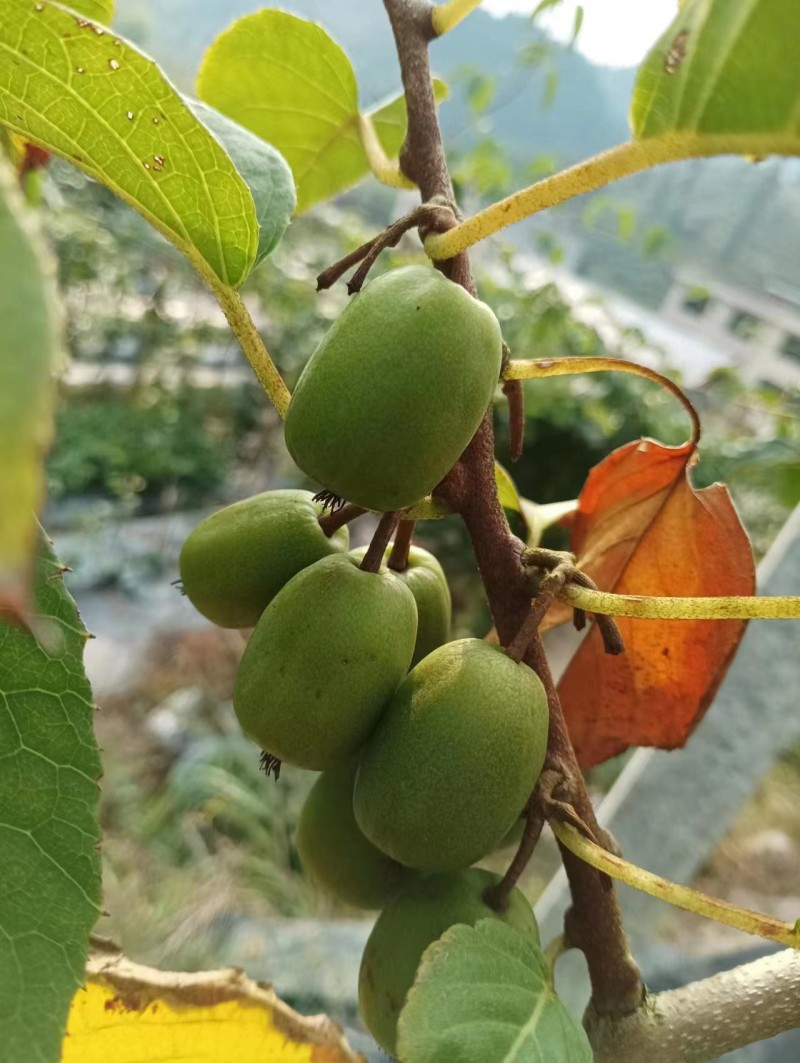 【大红袍软枣猕猴桃苗】新品种大果红心红肉软枣奇异莓树苗