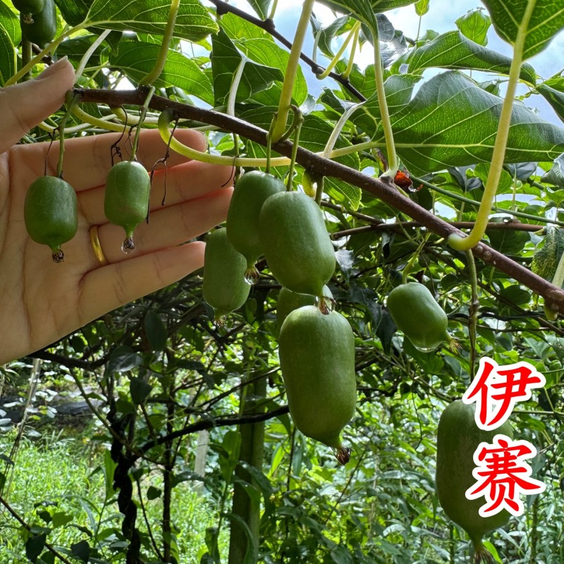 【大红袍软枣猕猴桃苗】新品种大果红心红肉软枣奇异莓树苗