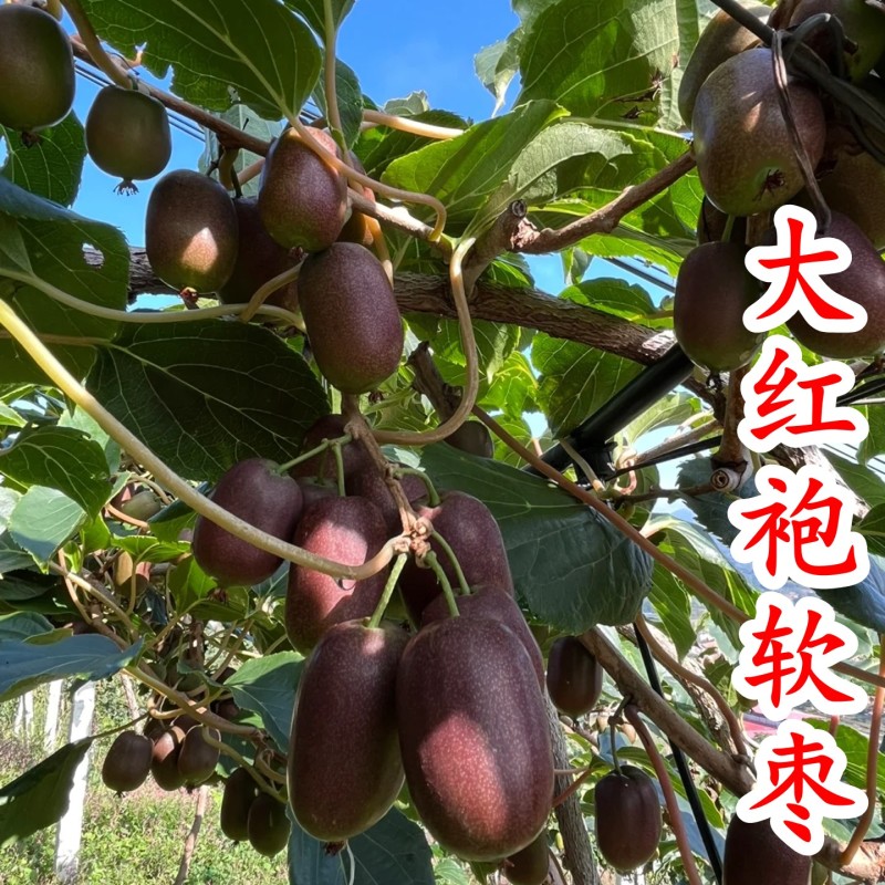 【大红袍软枣猕猴桃苗】新品种大果红心红肉软枣奇异莓树苗
