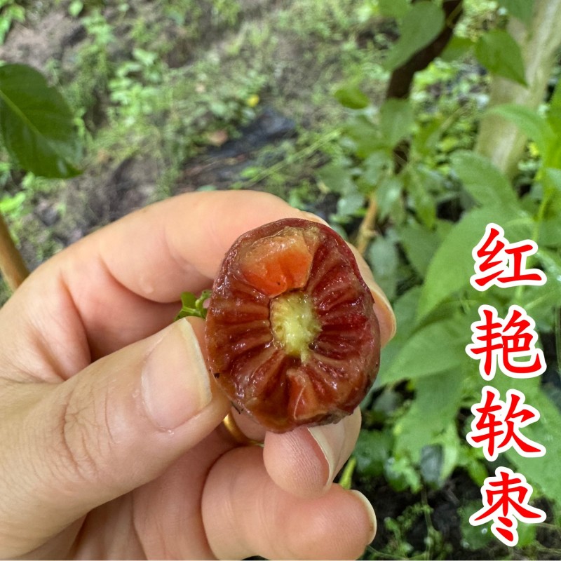 【大红袍软枣猕猴桃苗】新品种大果红心红肉软枣奇异莓树苗