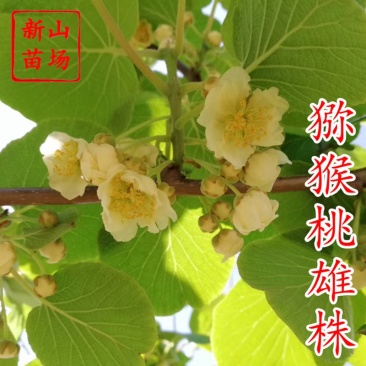 【猕猴桃雄株】公树授粉树只开花不结果（1棵公树能配10棵