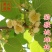 【猕猴桃雄株】公树授粉树只开花不结果（1棵公树能配10棵