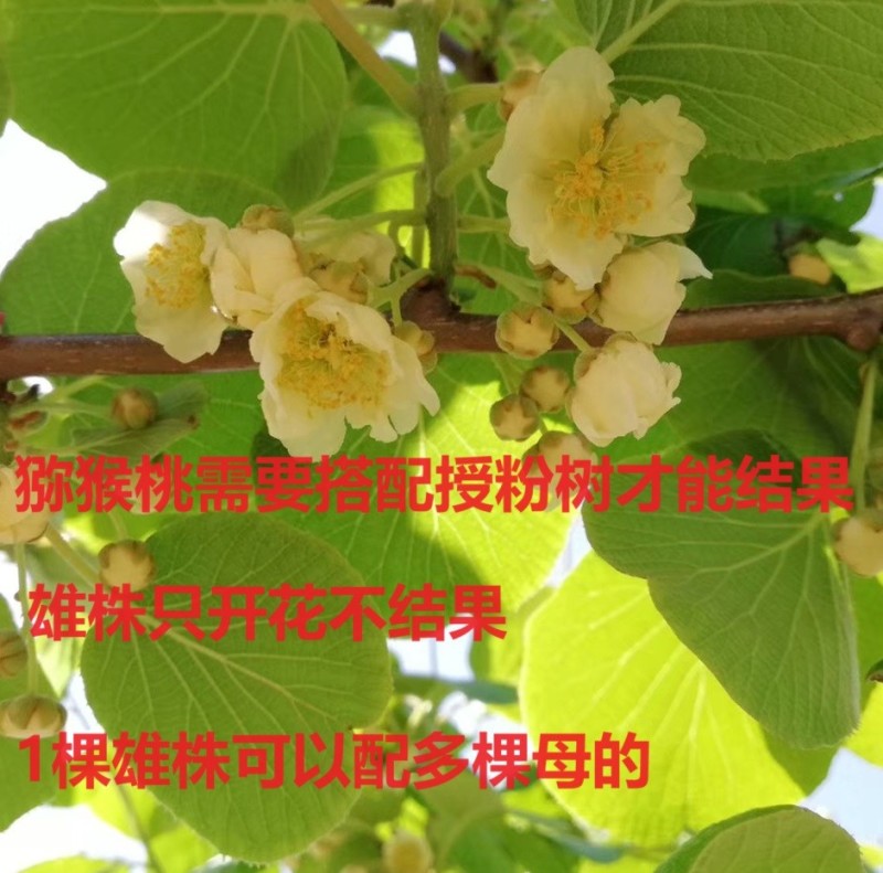 【猕猴桃雄株】公树授粉树只开花不结果（1棵公树能配10棵