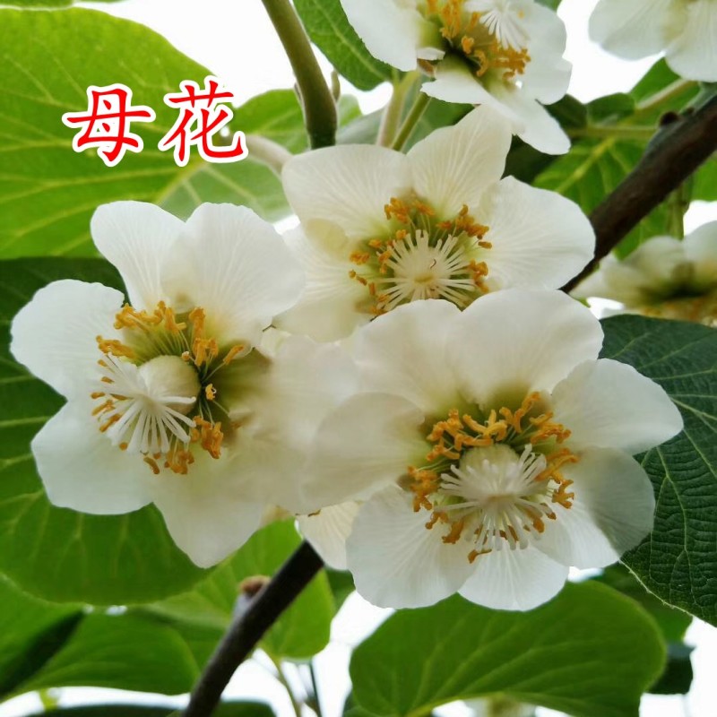 【猕猴桃雄株】公树授粉树只开花不结果（1棵公树能配10棵