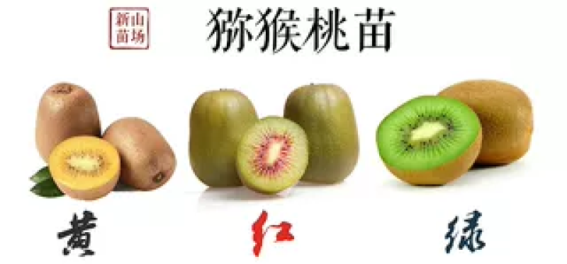 【猕猴桃雄株】公树授粉树只开花不结果（1棵公树能配10棵