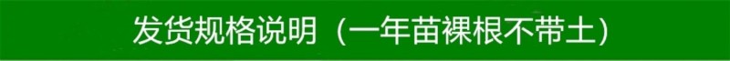 【猕猴桃雄株】公树授粉树只开花不结果（1棵公树能配10棵