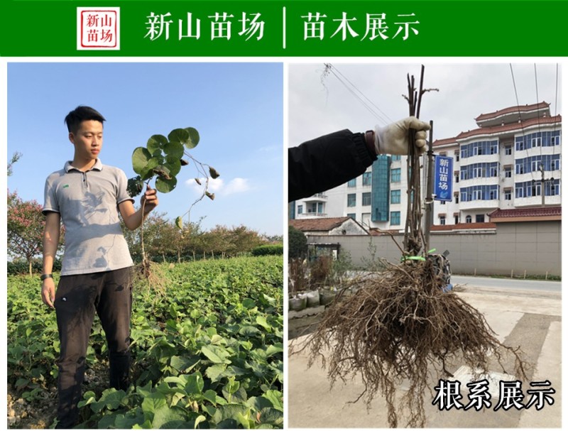 【猕猴桃雄株】公树授粉树只开花不结果（1棵公树能配10棵