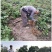 【猕猴桃雄株】公树授粉树只开花不结果（1棵公树能配10棵