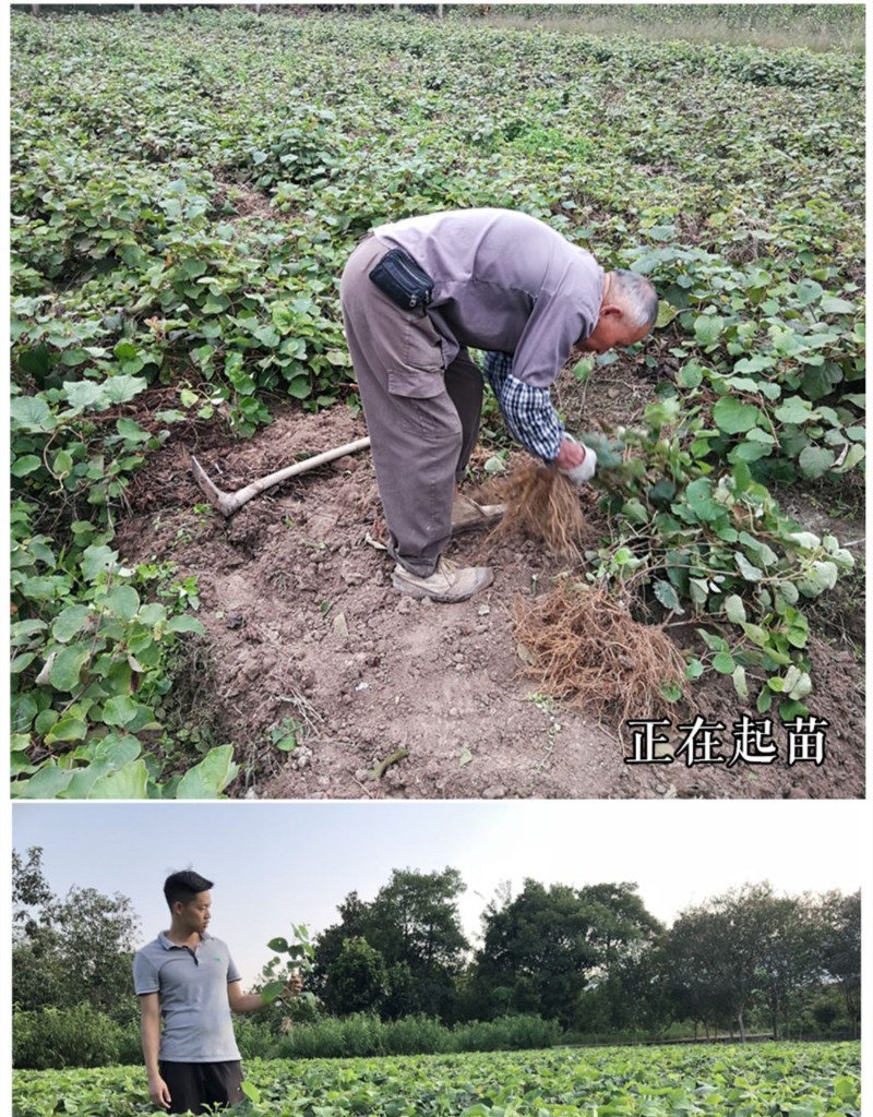 【猕猴桃雄株】公树授粉树只开花不结果（1棵公树能配10棵