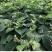 【猕猴桃雄株】公树授粉树只开花不结果（1棵公树能配10棵