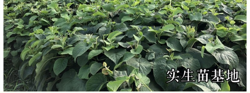 【猕猴桃雄株】公树授粉树只开花不结果（1棵公树能配10棵