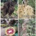 【猕猴桃雄株】公树授粉树只开花不结果（1棵公树能配10棵