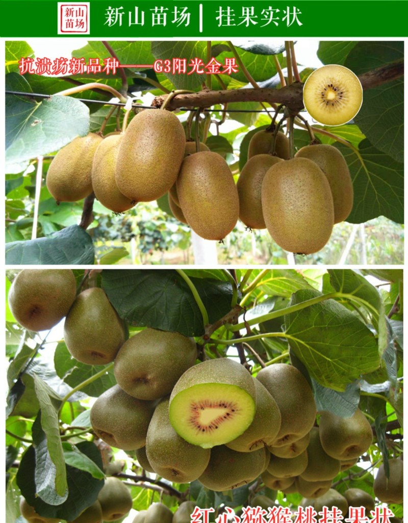 【猕猴桃雄株】公树授粉树只开花不结果（1棵公树能配10棵