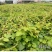 【猕猴桃雄株】公树授粉树只开花不结果（1棵公树能配10棵