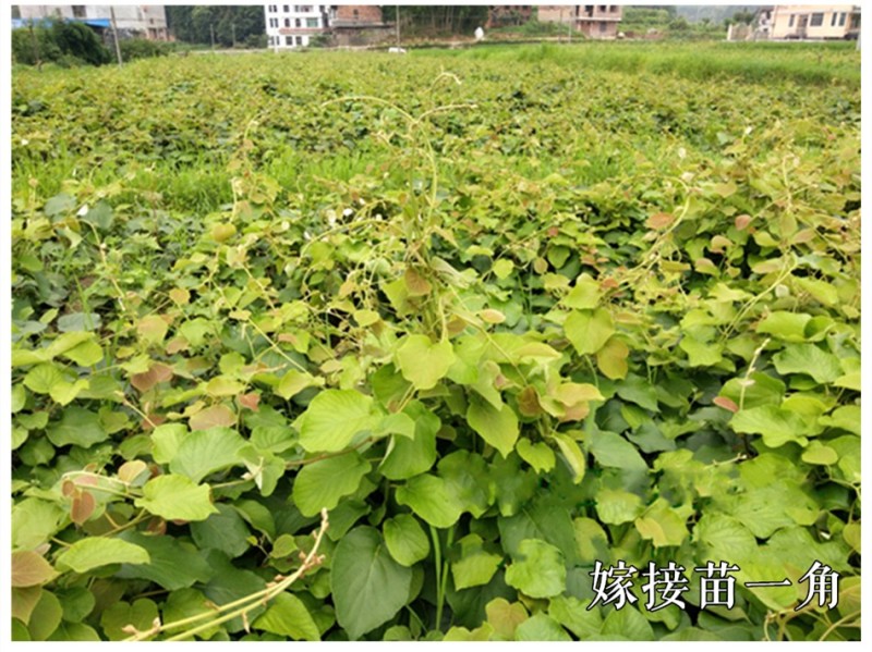 【猕猴桃雄株】公树授粉树只开花不结果（1棵公树能配10棵