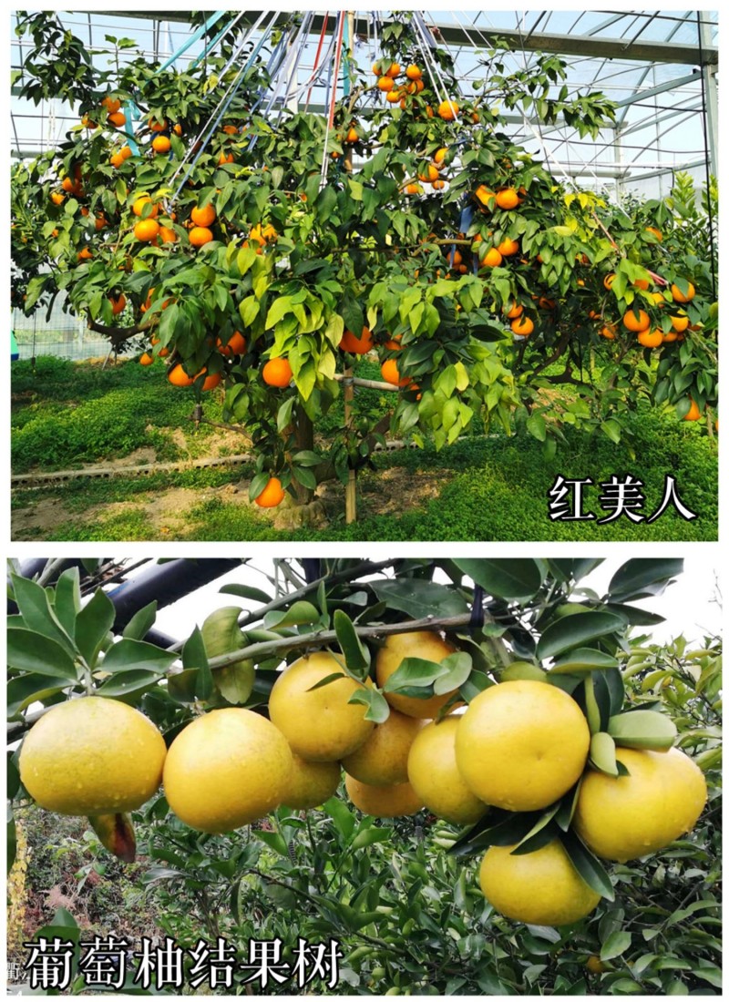 【冰糖柚苗】冰糖柚金丝柚子苗蜜柚树苗嫁接甜蜜柚树柑桔柚子