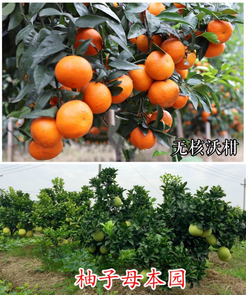 【冰糖柚苗】冰糖柚金丝柚子苗蜜柚树苗嫁接甜蜜柚树柑桔柚子