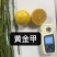 【黄金甲桔苗】黄金甲美人橙桔苗嘎嘣脆阳光一号桔苗柑桔新品