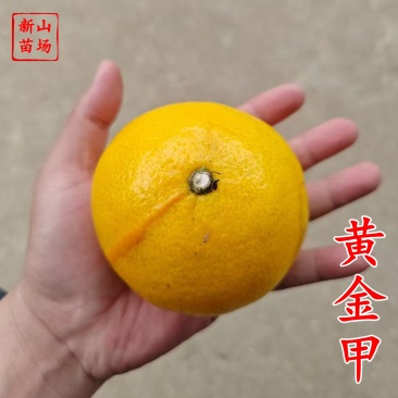 【黄金甲桔苗】黄金甲美人橙桔苗嘎嘣脆阳光一号桔苗柑桔新品