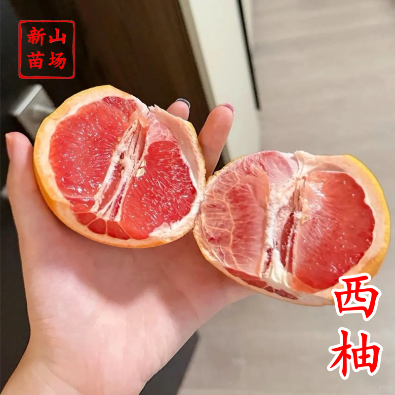 【西柚红宝石葡萄柚苗】西柚红肉红心葡萄柚苗新品种柑桔柚子