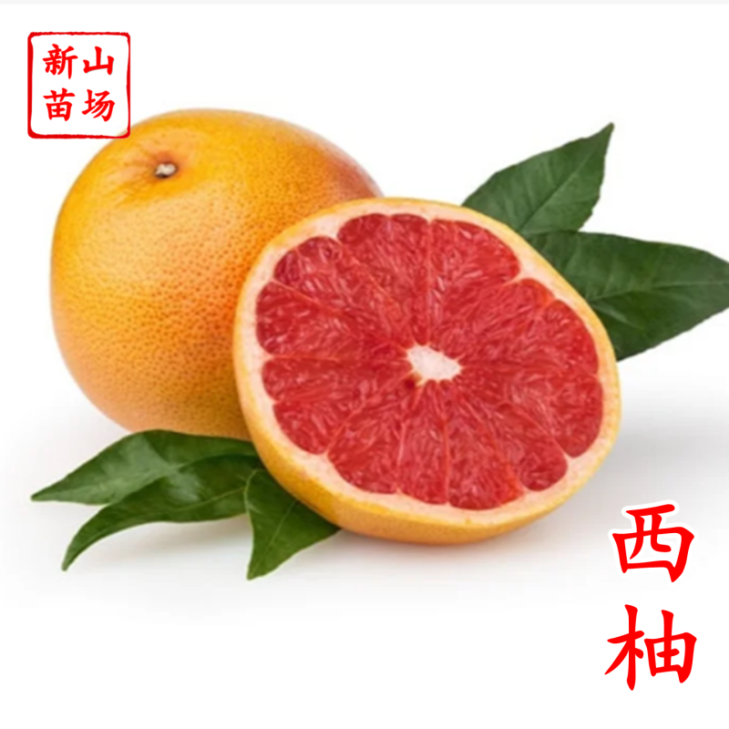 【西柚红宝石葡萄柚苗】西柚红肉红心葡萄柚苗新品种柑桔柚子