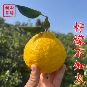 【柠檬不知火桔苗】柠檬不知火丑八怪丑橘桔苗新品种柑桔子树
