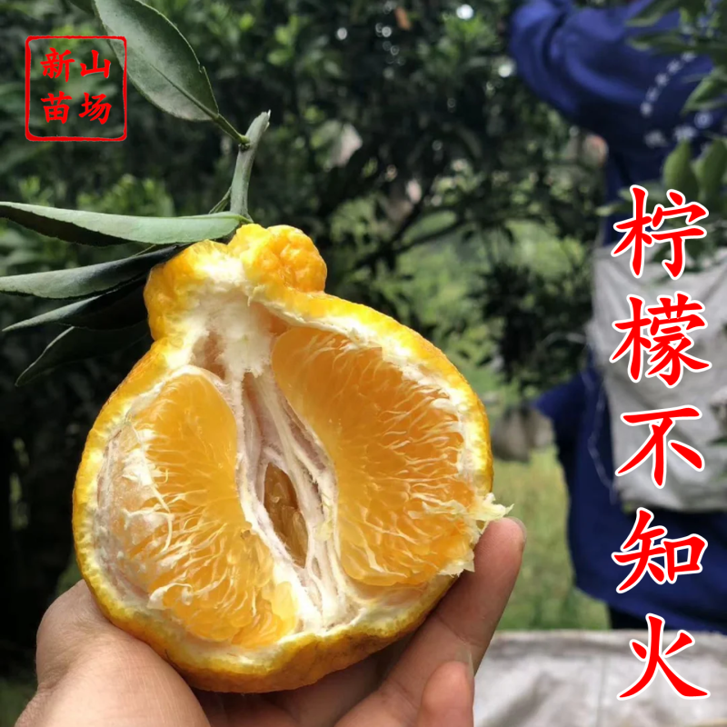 【柠檬不知火桔苗】柠檬不知火丑八怪丑橘桔苗新品种柑桔子树