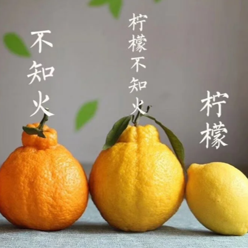 【柠檬不知火桔苗】柠檬不知火丑八怪丑橘桔苗新品种柑桔子树