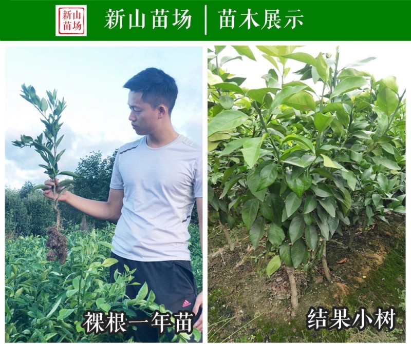 【柠檬不知火桔苗】柠檬不知火丑八怪丑橘桔苗新品种柑桔子树