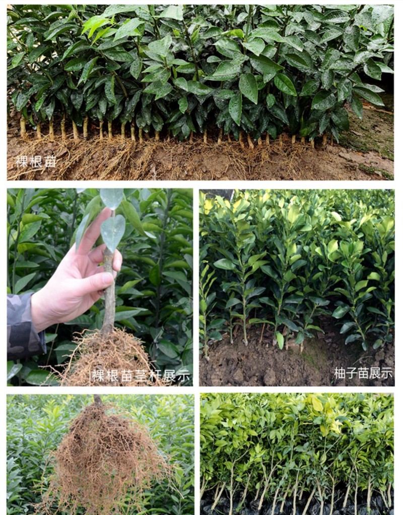 【柠檬不知火桔苗】柠檬不知火丑八怪丑橘桔苗新品种柑桔子树