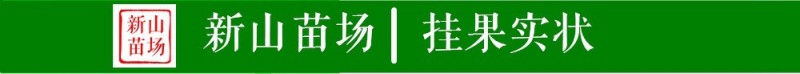 【柠檬不知火桔苗】柠檬不知火丑八怪丑橘桔苗新品种柑桔子树