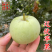 【月香苹果】早熟月香苹果辽伏青苹果红富士苹果树苗南方种植