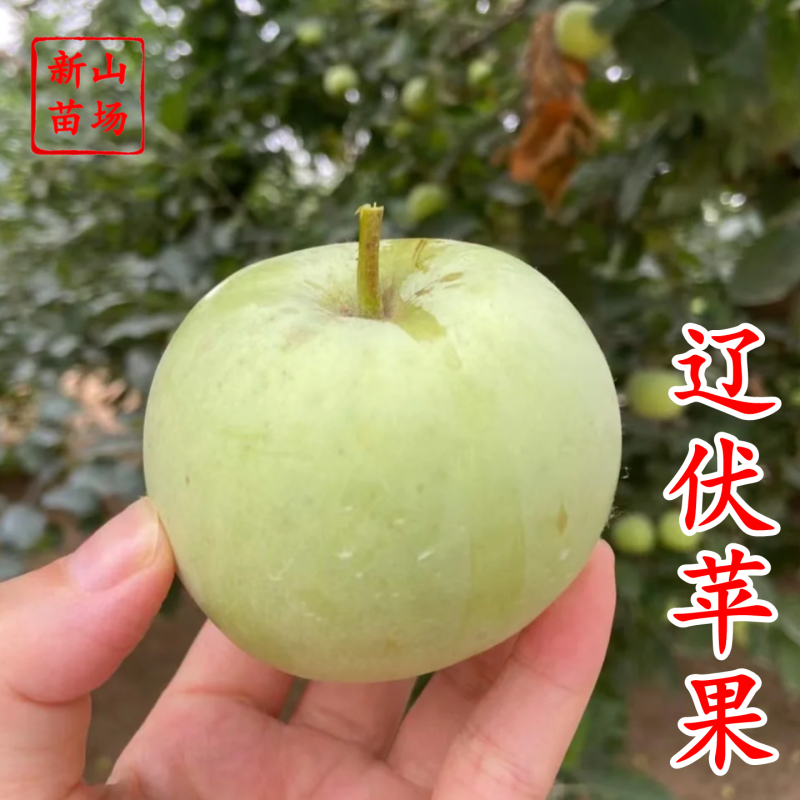 【月香苹果】早熟月香苹果辽伏青苹果红富士苹果树苗南方种植