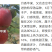 【月香苹果】早熟月香苹果辽伏青苹果红富士苹果树苗南方种植