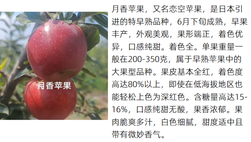 【月香苹果】早熟月香苹果辽伏青苹果红富士苹果树苗南方种植
